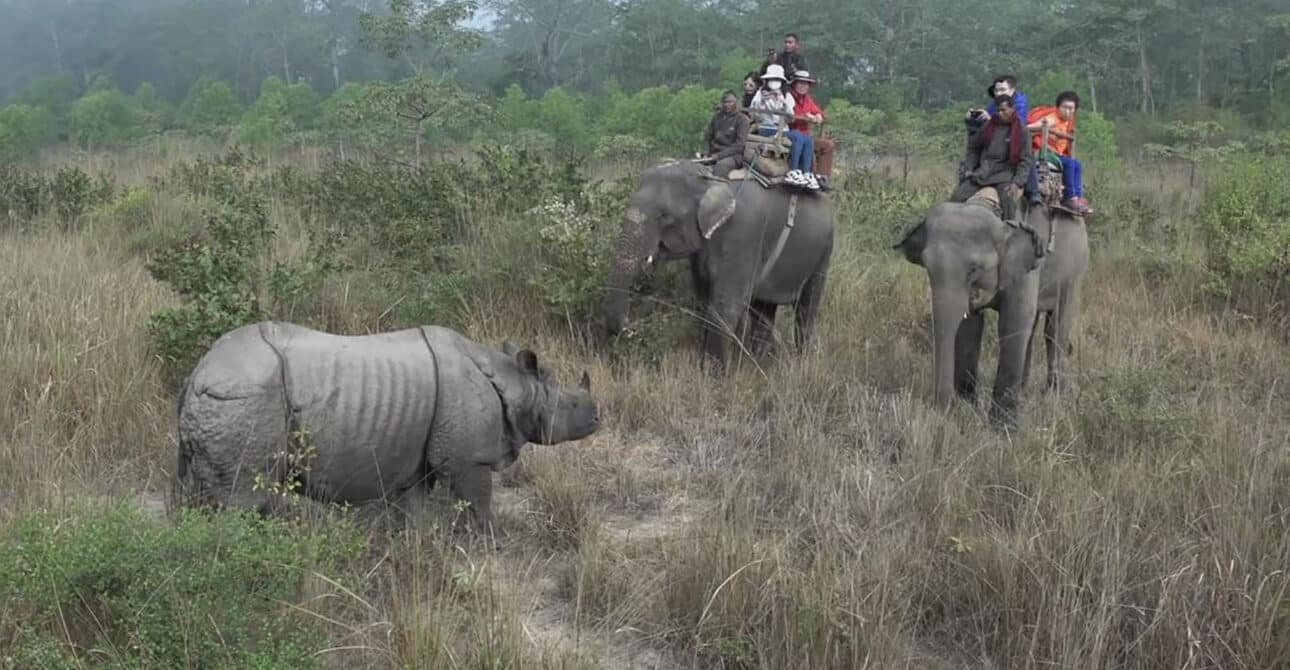 chitwan jungle safari