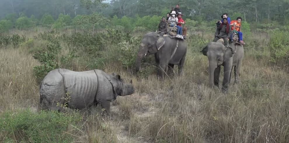 chitwan jungle safari