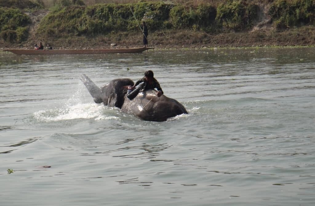 chitwan national park