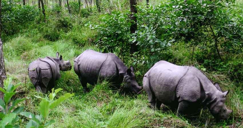 chitwan jungle safari