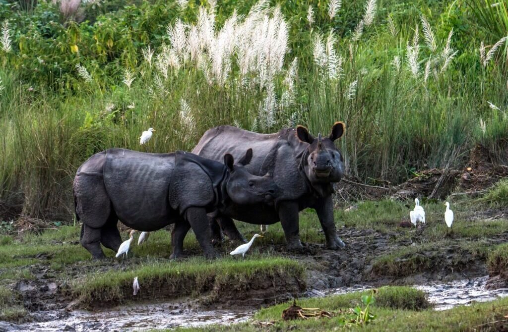 bardia jungle safari